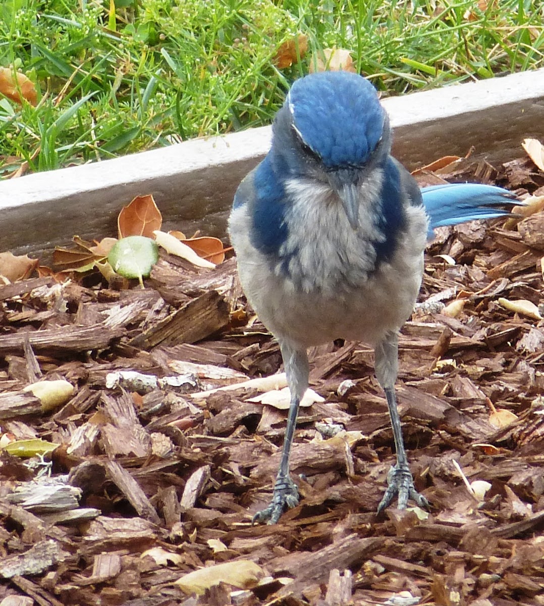 California Scrub Jay