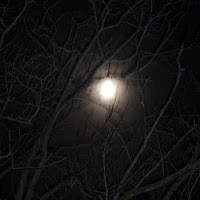 the moon in the forest di 