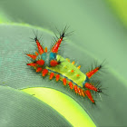 Limacodidae - Slug Moth Caterpillar