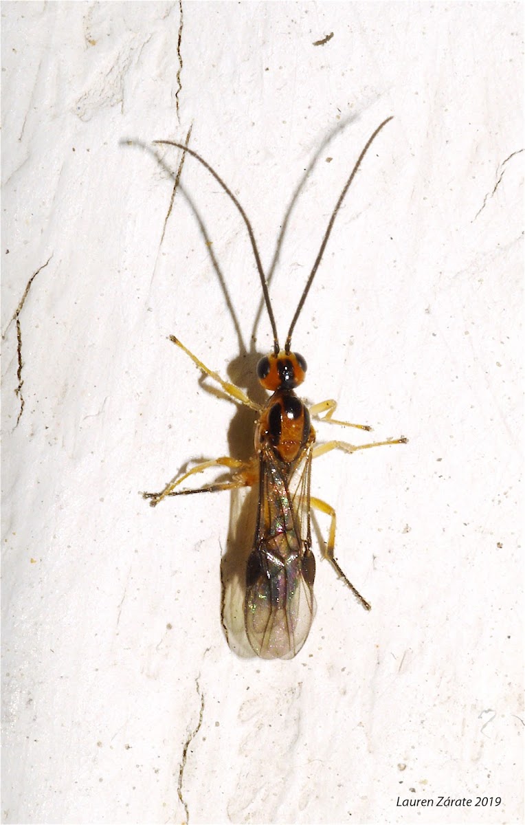 Parasitic Wasp