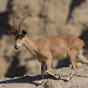 Nubian ibex