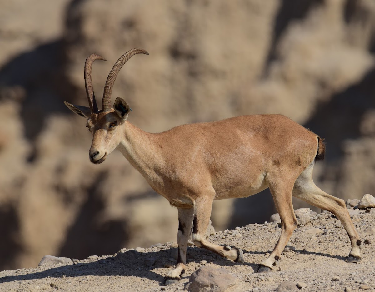 Nubian ibex