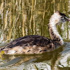 Great Crested Grebe; Somormujo Lavanco