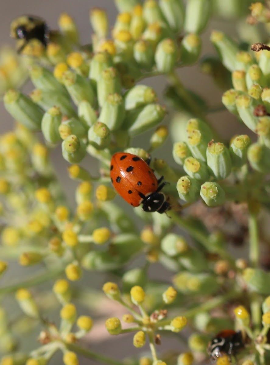 Convergent Ladybug Beetle