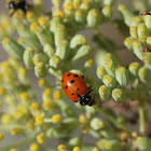 Convergent Ladybug Beetle