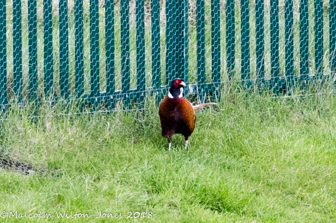 Pheasant