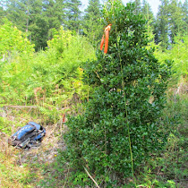 PNW English holly invasion