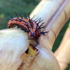 Gulf Fritillary