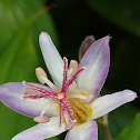 Toad Lilly