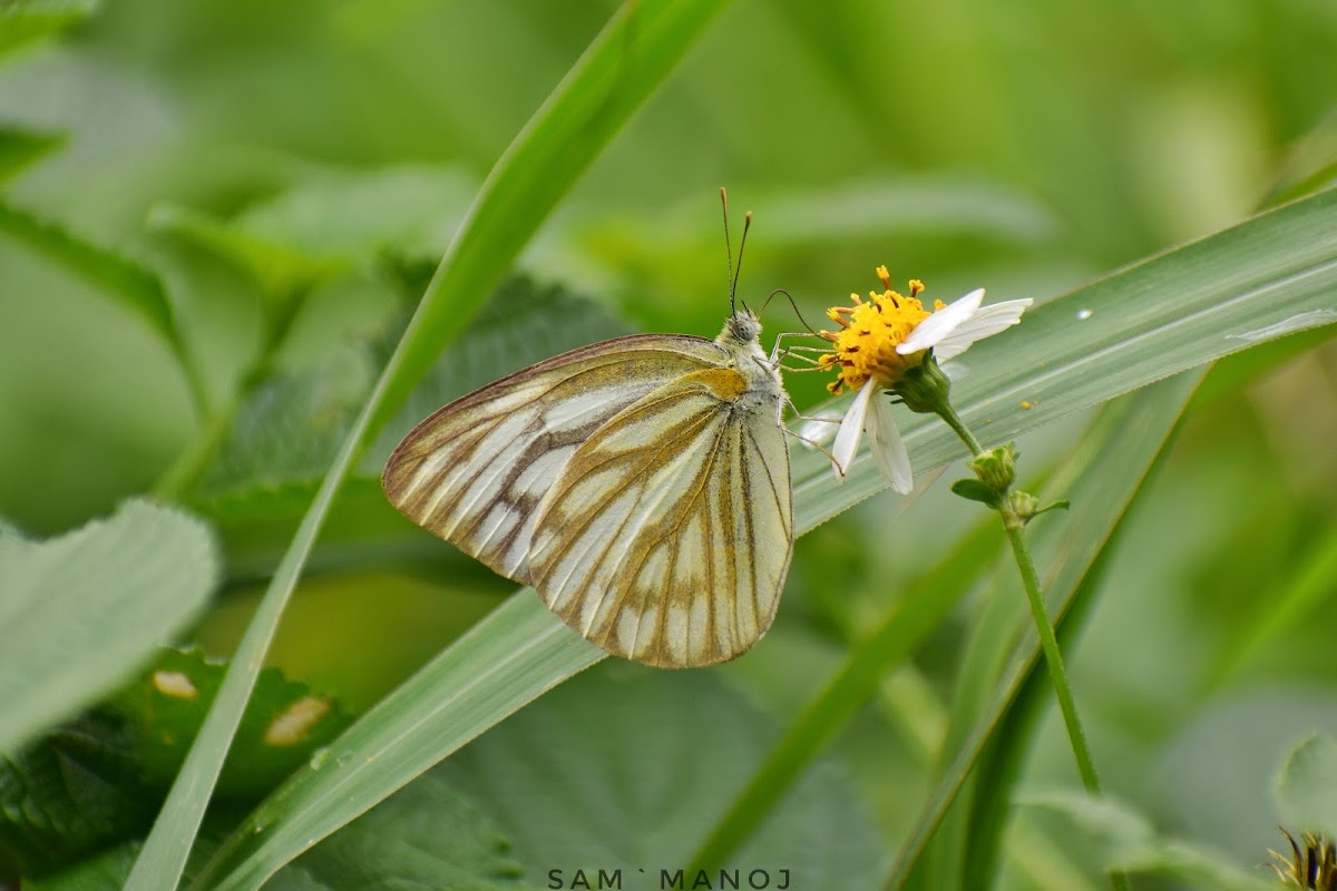 Common Gull ♂