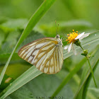 Common Gull ♂