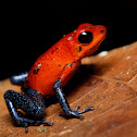 Blue Jeans Poison Dart Frog