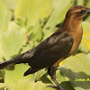 Boat-tailed Grackle