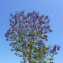 Jacaranda