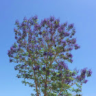 Jacaranda