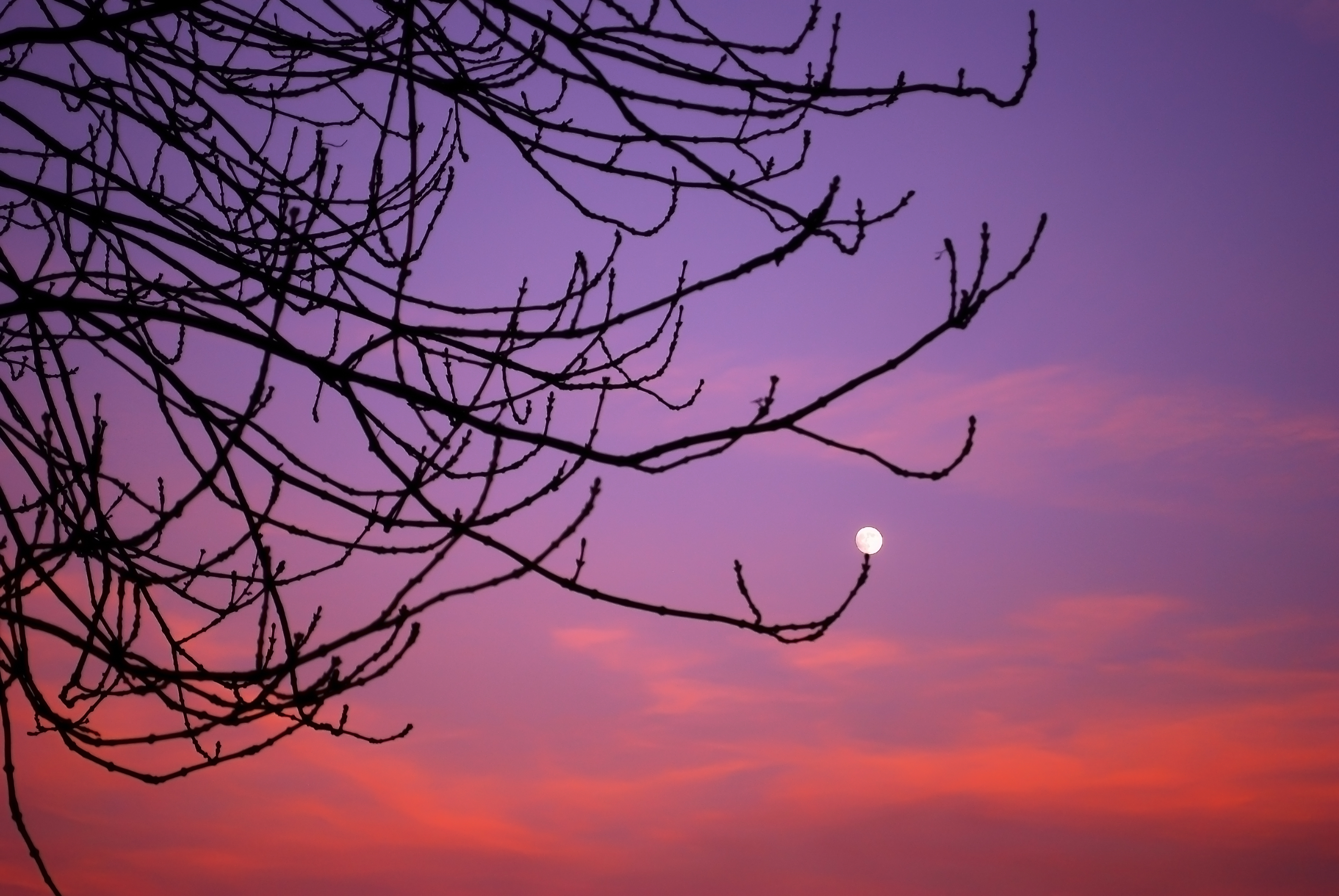 germoglio di luna di Daimon