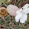 Bladder Campion