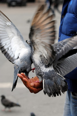 Two pigeons made a grey butterfly di ReneeMoorà