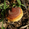 Ganoderma curtisii