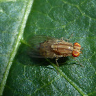 Striped Fly