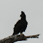 Long Crested Eagle