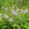 Nettle leaved speedwell