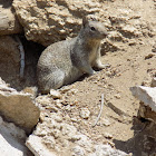 Ground  Squirrel