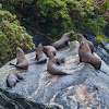 New Zealand Fur Seal / Antipodean fur seal / long-nosed fur seal / kekeno