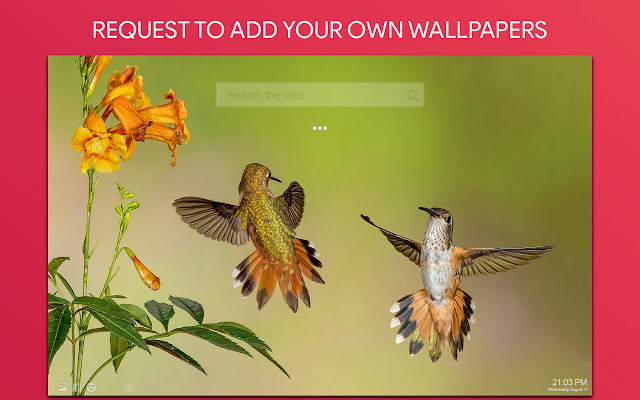 Hummingbird Wallpaper HD Custom New Tab