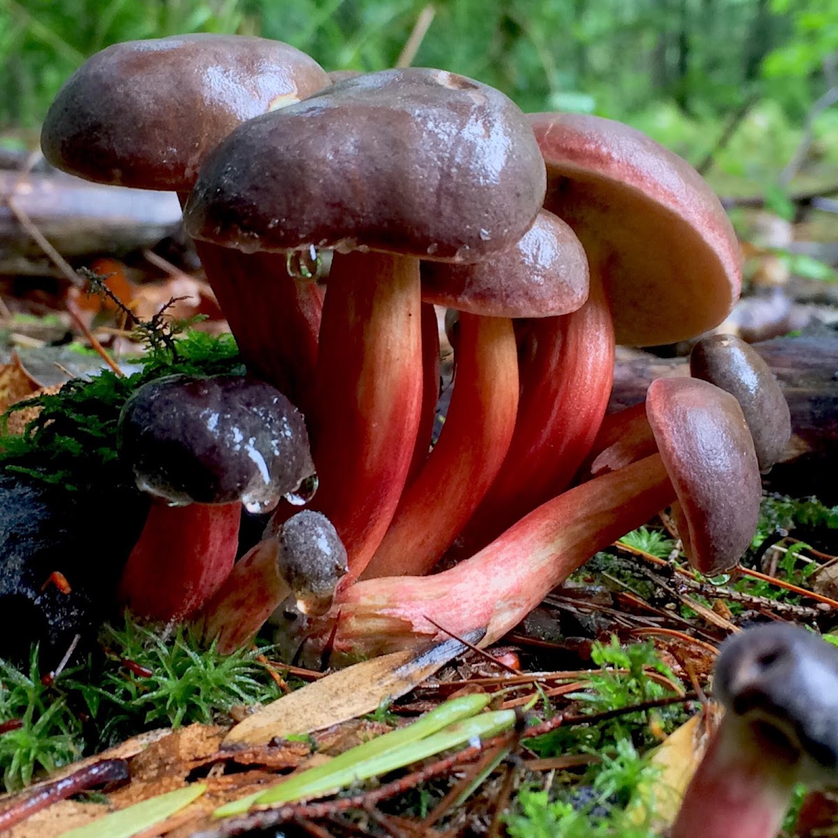 Bolete