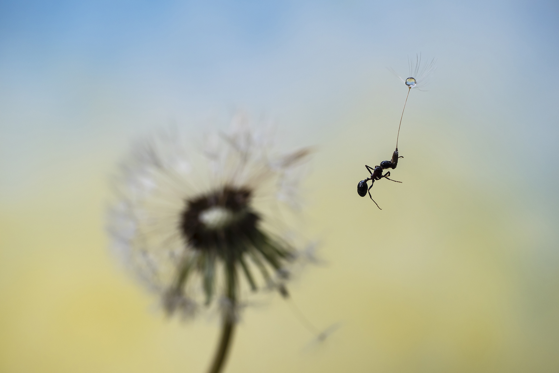 Mary Poppins di fabio_sartori