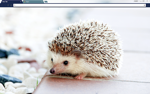 Baby Hedgehog