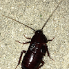 Female oriental  cockroach