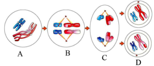 Meiosis