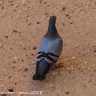 Rock Dove