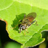 Orange-belted hoverfly