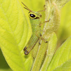 Short Winged Rice Grasshopper