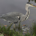 Grey Heron