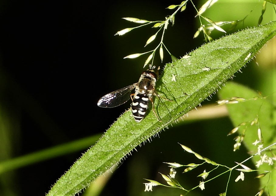 White-bowed Smoothwing