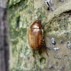 Paranomala Beetle