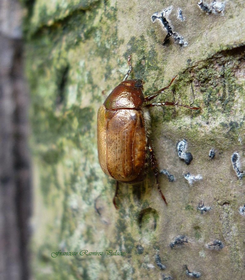 Paranomala Beetle