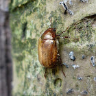 Paranomala Beetle