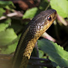 Common Garter Snake