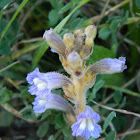 Egyptian broomrape (Αιγυπτιακή οροβάγχη)