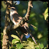 Yellow-billed Cuckoo