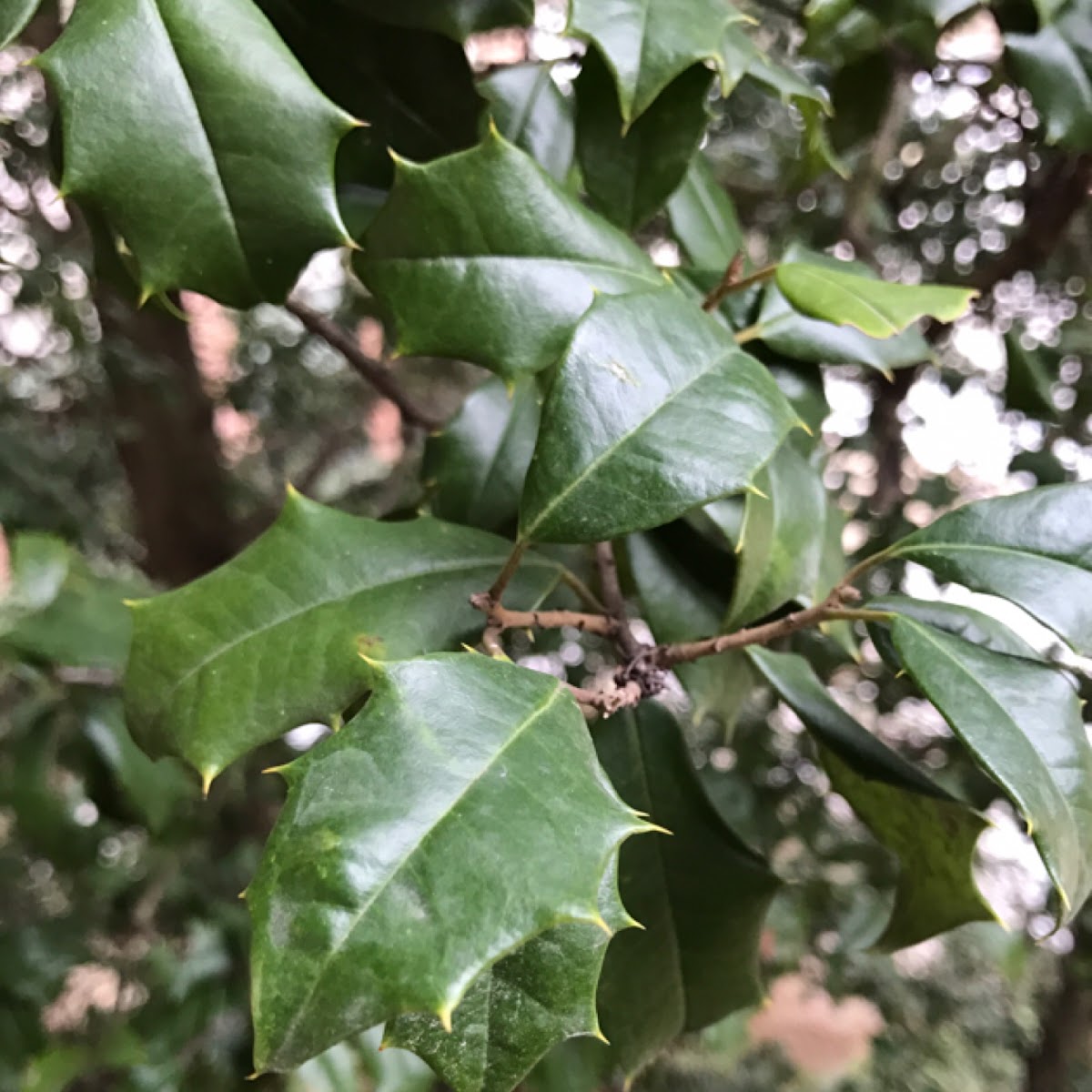 American Holly