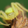 Crab Spider