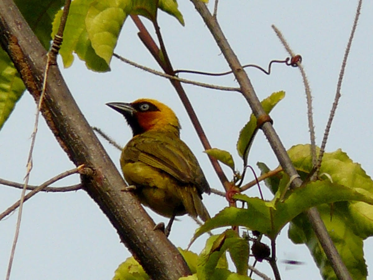 Black-necked weaver