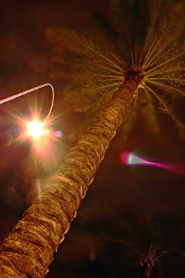 Palma illuminata di STEFANO76