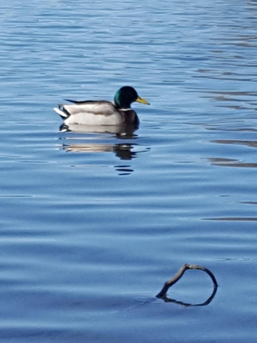 Mallard Duck